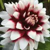 Lee Bingham - @lee.bingham3 - TikTok
