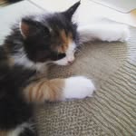 Lee Bishop - @bishbash75 - Instagram