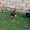 BAKU_BATLEE_BOCK - @djdjdizos - TikTok