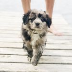 Bodin Lee Johanson - @bodinleejohanson - Instagram