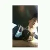 Tommy-lee Bolduc-gauthier - @2180838928 - TikTok