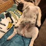 Lee Boucher - @balachtaquew - Instagram