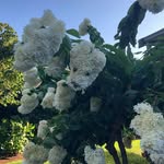 Lee Alben-Bourdon - @albenbourdon - Instagram