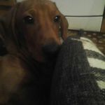 Lee-Ann breeze - @dog_lover_fabulous_pretty_cute - Instagram