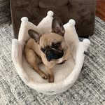 Jessica Lee-Bristow - @whatthefluffpetcreations - Instagram
