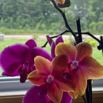 Toni Lee Broome - @tnrjbroome1 - Instagram
