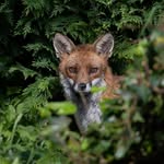 Lee Burden - @ageoftheimage - Instagram