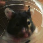 Charlie Lee Carden - @max_the_hamster123 - Instagram