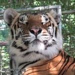 Tony Lee Carnes - @gadgetcus - Instagram