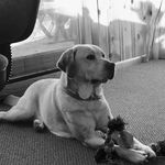 Charlie the Lab - @charles_bark_lee_caswell - Instagram