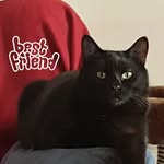 LeeTheCat - @lee_cat_official - Instagram