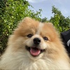 Chhako 🐶 - @leechhako - TikTok