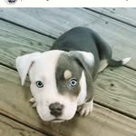 Jordan Lee-Chambers - @leechambersjordan - Instagram