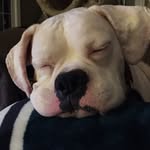 Lee Christman - @thelawnwife - Instagram