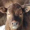 Cara-Lee Colbourne - @colbournefamilyfarm - TikTok