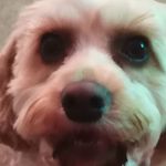 leecolquhoun - @lee_colquhoun1 - Instagram