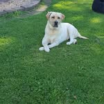 Lee Dennison - @dennison.lee - Instagram