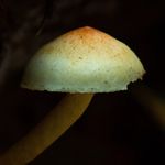 Lee Deutsch - @fungi.imagery - Instagram