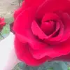devrieslee - @devrieslee - TikTok