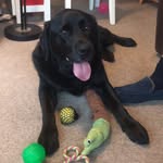 Lee Dorrington - @leedorrington_and_georgia_ - Instagram
