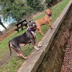 Lee Dunn - @castlecountrybullies - Instagram