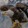 Lee Eagle - @lee.eagle5 - TikTok