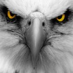 Washington & Lee Eagle Band - @wlband - Instagram
