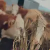 shanteleilers - @athletic_021 - TikTok