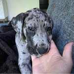 lee Elder. heard - @leeelder.heard - Instagram