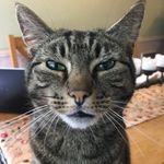 Lee Eldridge - @badger60 - Instagram