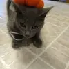 kiyleecatlelsey - @kiyleecat.l.elsey - TikTok