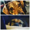 Stacy Lee Farber - @farberpups - TikTok