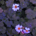 Lee Forest - @lee.forest_ - Instagram