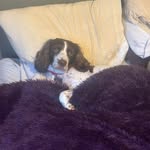 Lee Murray - @leefreelander - Instagram