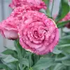 Lee Garden - @leegarden468 - TikTok