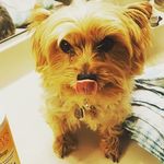 Sami Lee Gilman - @thequestofsamithedog - Instagram
