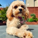 Lee Gooding - @the.famous.lg - Instagram