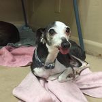 Cheryl Lee Gorman - @clubbowwow - Instagram