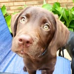 Lee Grantham - @dukeintexas - Instagram
