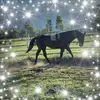 Rikki-lee Grubb - @r.l.g_performance_horses - TikTok