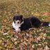 Lee Gauthier Handy Man Services - Facebook