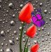 Lee Hang - Facebook
