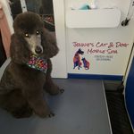 Jennie Lee Hemphill - @jenniescatdogmobilespa - Instagram