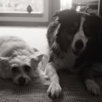 Toby and Buddy - @heplerlee - Instagram