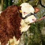 Leeherd Simmentals - @leeherd_simmentals - Instagram