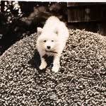 lee james - @headrush.vintage - Instagram