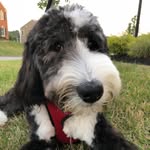 Murphy Lee Locker - @murphylee_sheepadoodle - Instagram