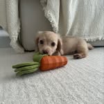 Leelo the Mini Weenie - @leelorolls - Instagram