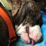 Tyson lee king-pelkey - @chubbybubbytyson - Instagram