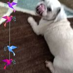 Donna Lee Pennella - @pennelladonnalee - Instagram